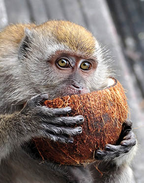 Monkey Having a Coconut as Dessert