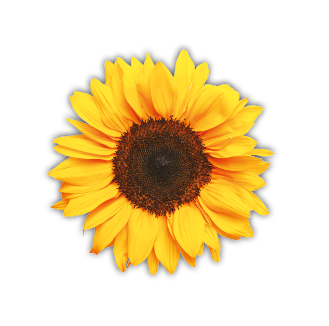 A large yellow sunflower with a dark center. Description generated by AI