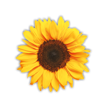 A large yellow sunflower with a dark center. Description generated by AI