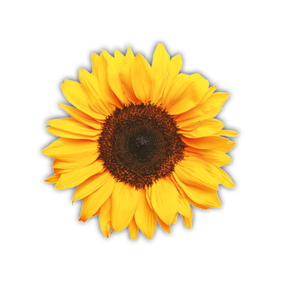 A large yellow sunflower with a dark center. Description generated by AI