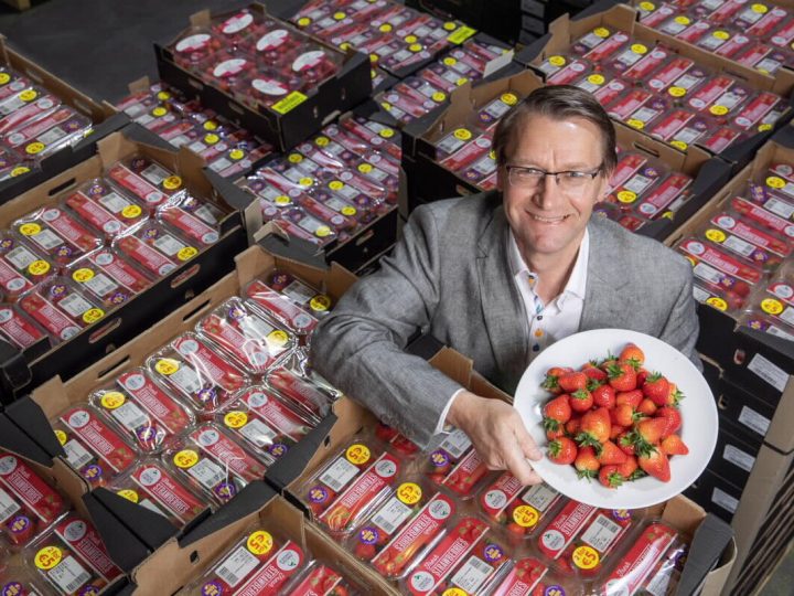 Ripe Strawberries Ripe! Fruitful Season for Strawberry Suppliers