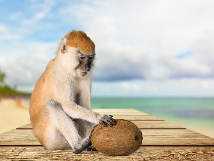 Too much Monkey Business – Stores drop coconut milk brand following exposé
