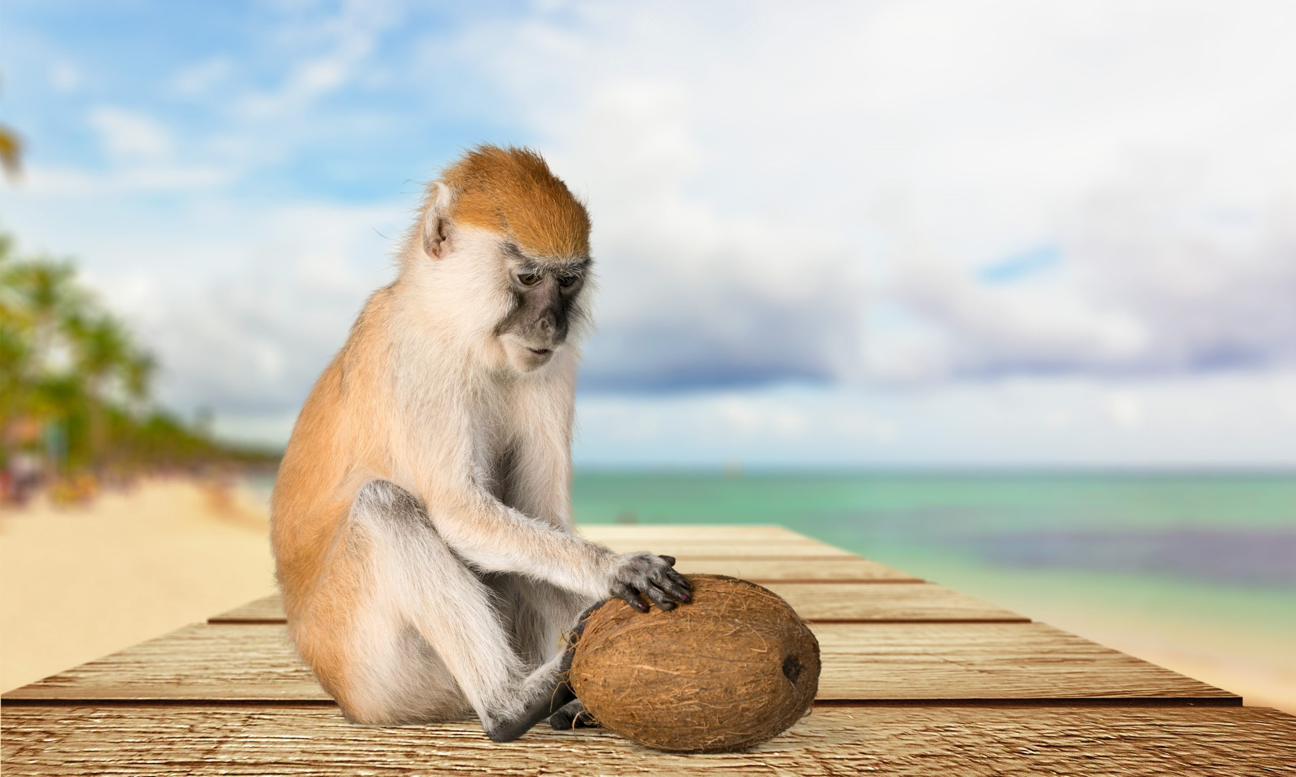 Too much Monkey Business – Stores drop coconut milk brand following exposé