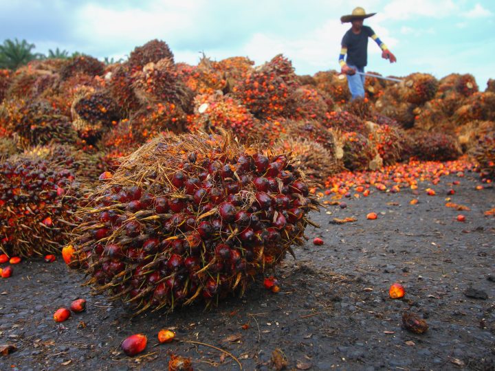 Nestlé asks consumers what they would do in the quest for sustainable palm oil