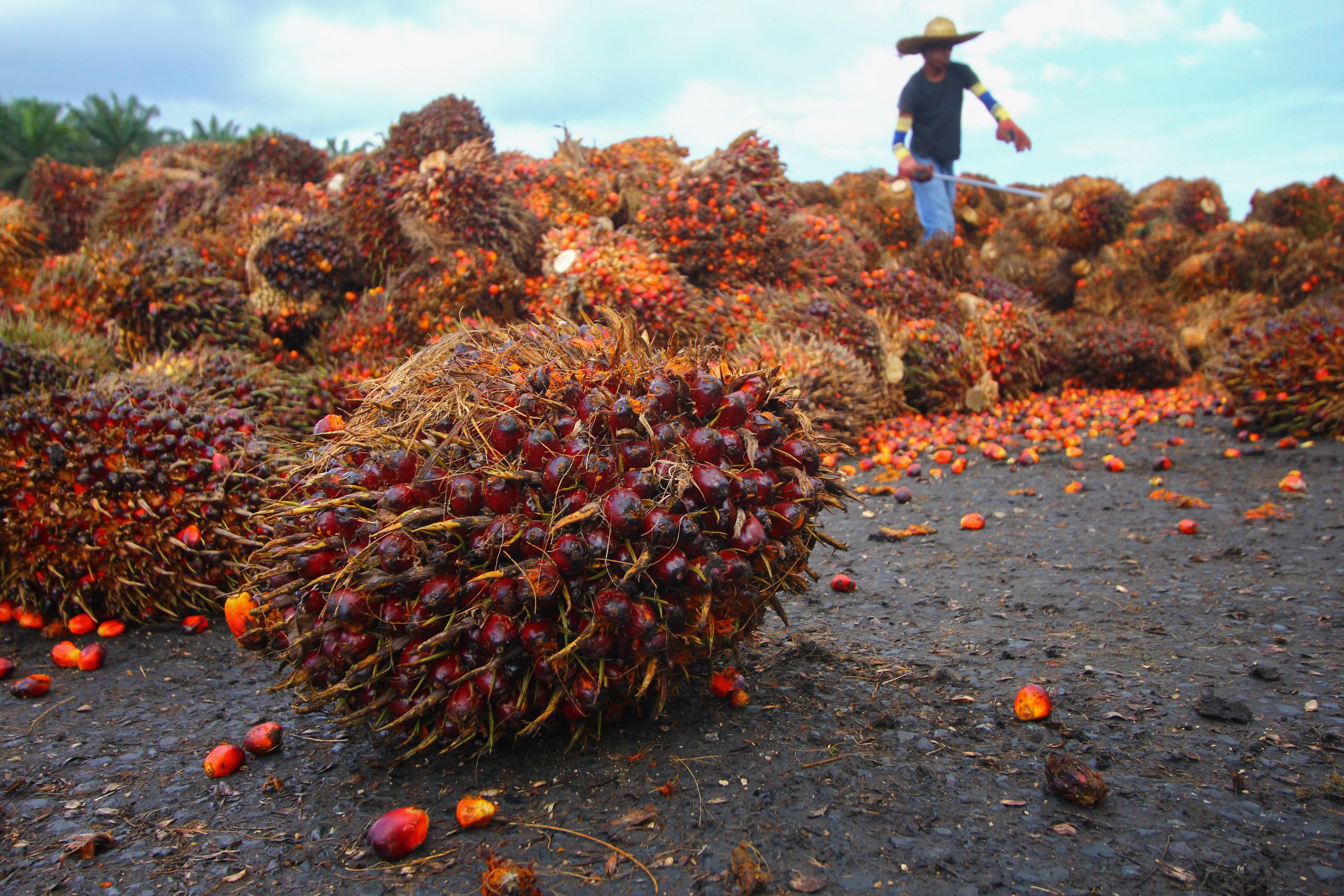 Nestlé asks consumers what they would do in the quest for sustainable palm oil