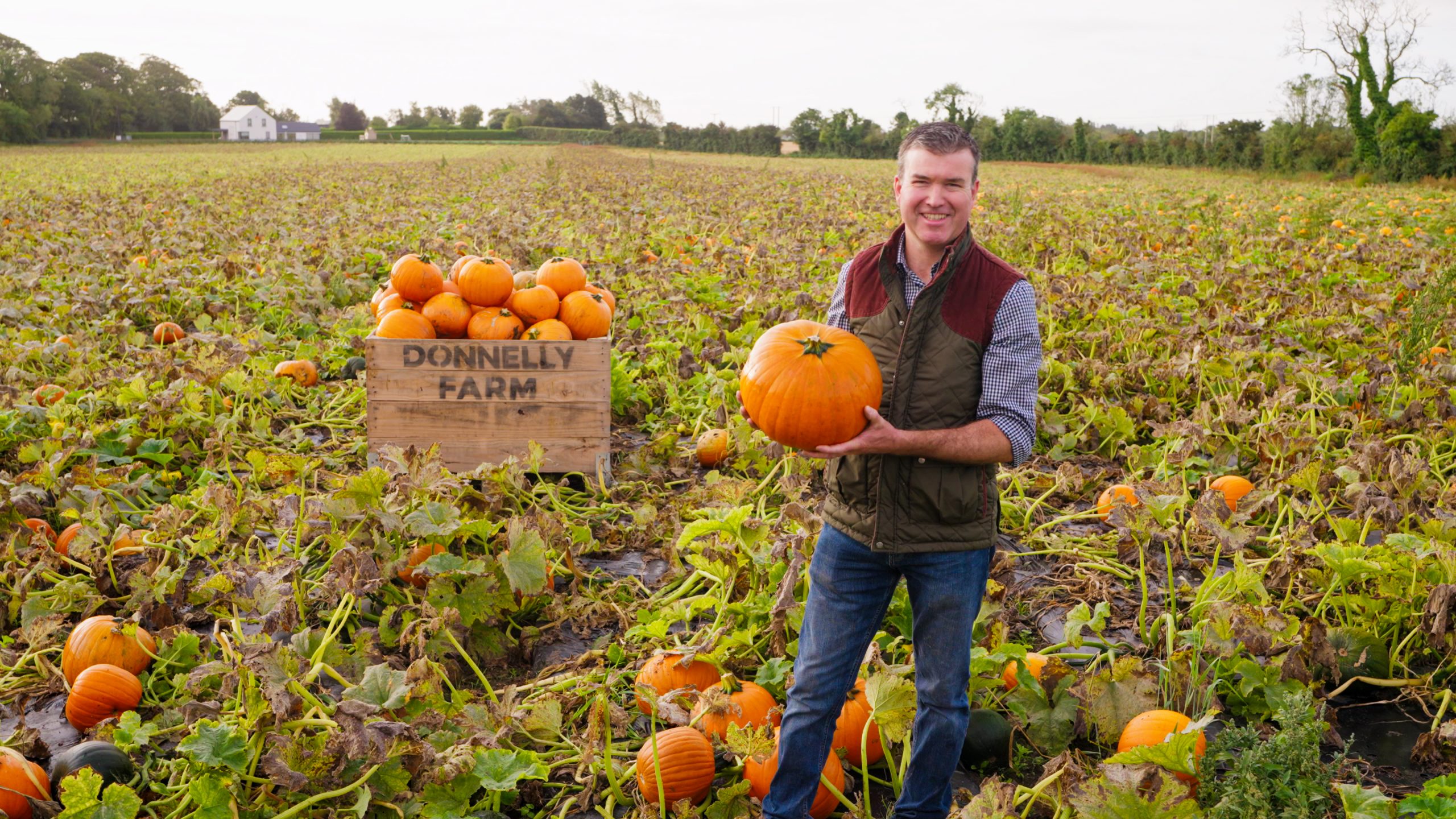 SuperValu’s pumpkins all Irish grown by Donnelly Fresh
