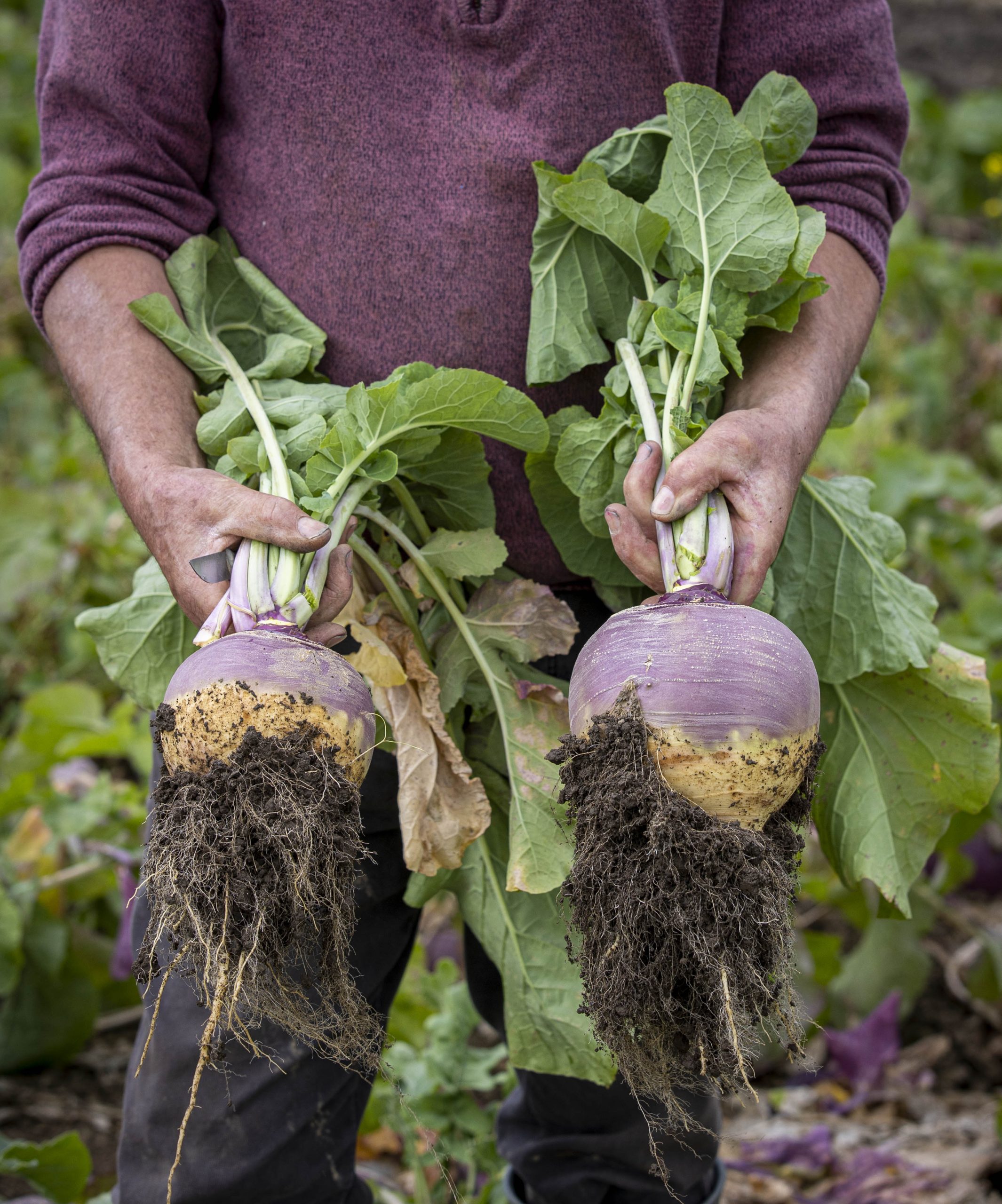 Calling Irish Organic Food and Drink Producers: Entries Open for the National Organic Awards